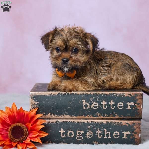 Murphy, Shorkie Puppy